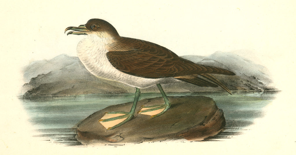 Detail of Wandering Shearwater. Male by John James Audubon