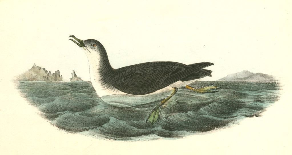 Detail of Manks Shearwater. Male by John James Audubon