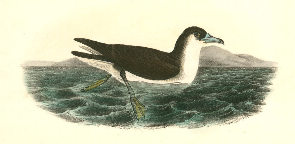 Detail of Dusky Shearwater. Male in Spring by John James Audubon