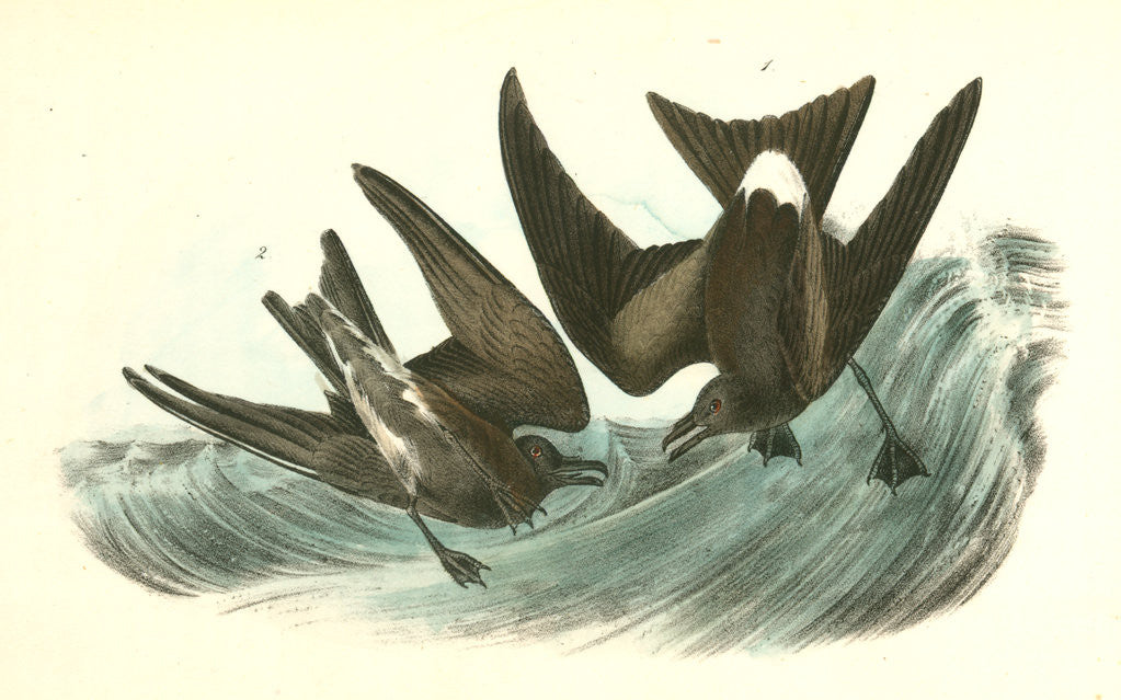Detail of Leach's Petrel, Forked-tail Petrel by John James Audubon