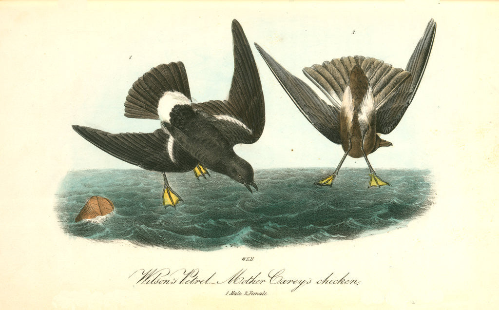 Detail of Wilson's Petrel. Mother Carey's chicken by John James Audubon