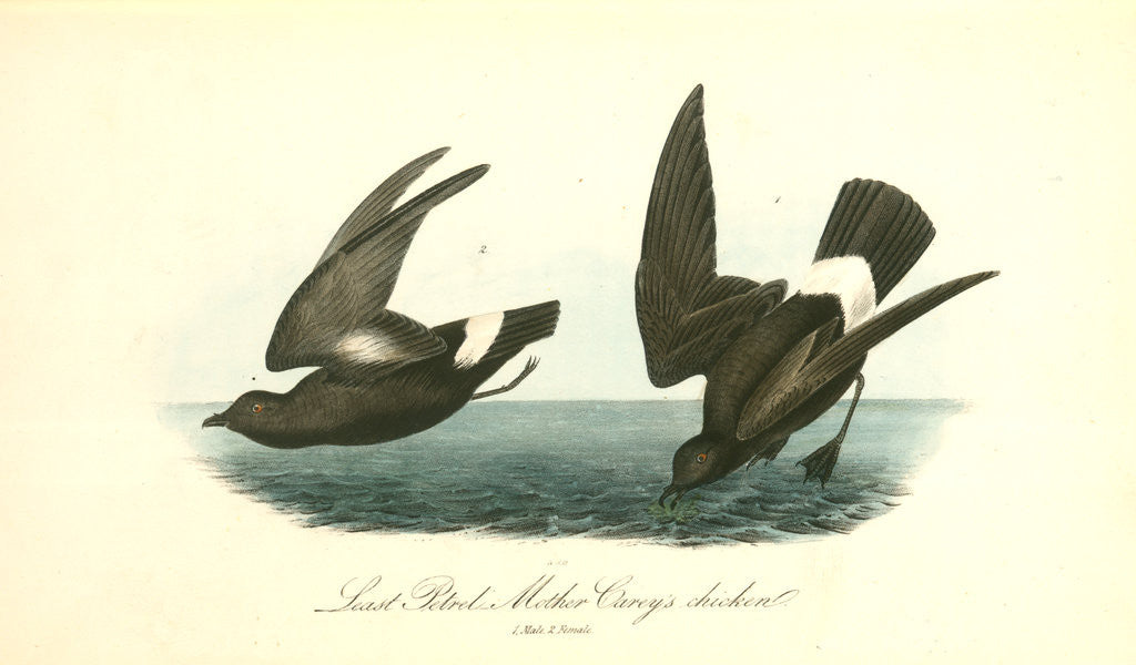 Detail of Least Petrel. Mother Carey's chicken by John James Audubon
