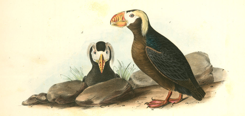 Detail of Tufted Puffin by John James Audubon