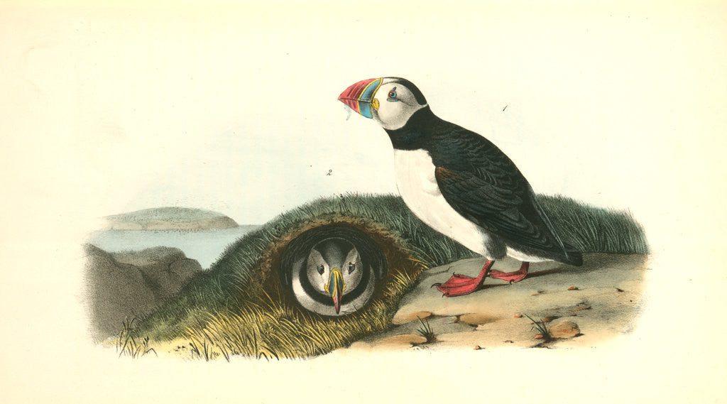 Detail of Common or Arctic Puffin by John James Audubon