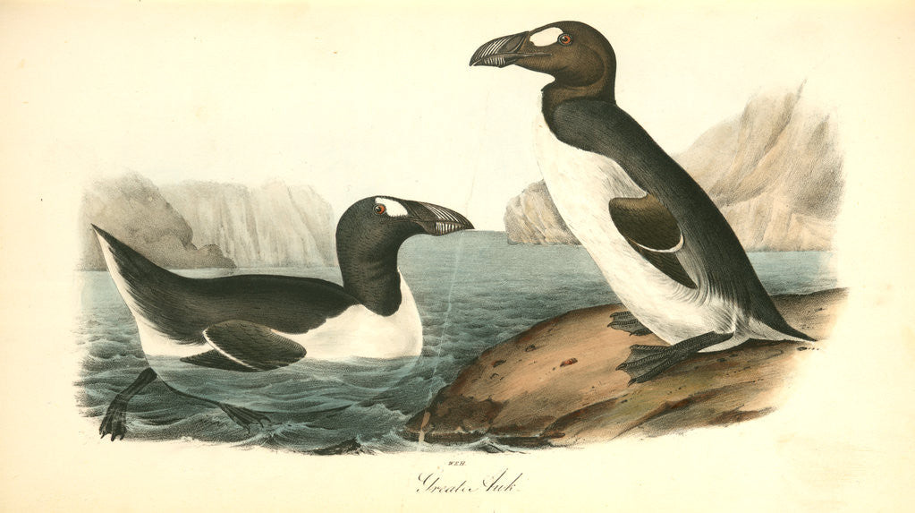 Detail of Great Auk. Adult by John James Audubon