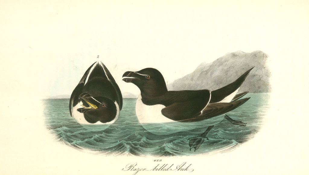 Detail of Razor-billed Auk by John James Audubon