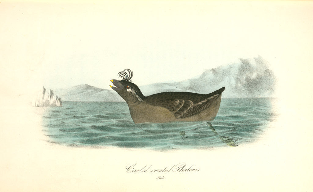 Detail of Curled-crested Phaleris. Adult by John James Audubon