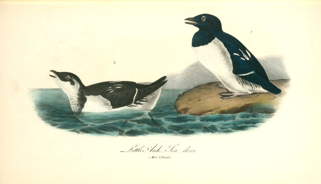Detail of Little Auk, Sea dove by John James Audubon