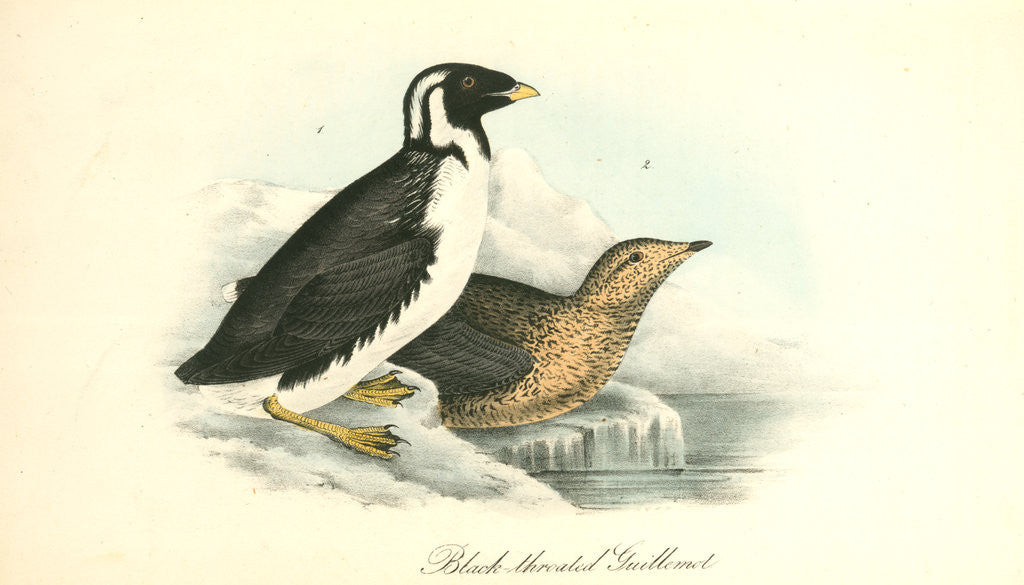 Detail of Black-throated Guillemot by John James Audubon