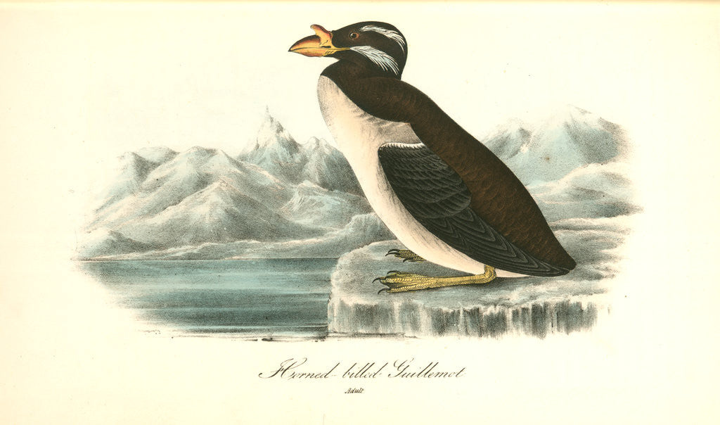 Detail of Horned-billed Guillemot by John James Audubon
