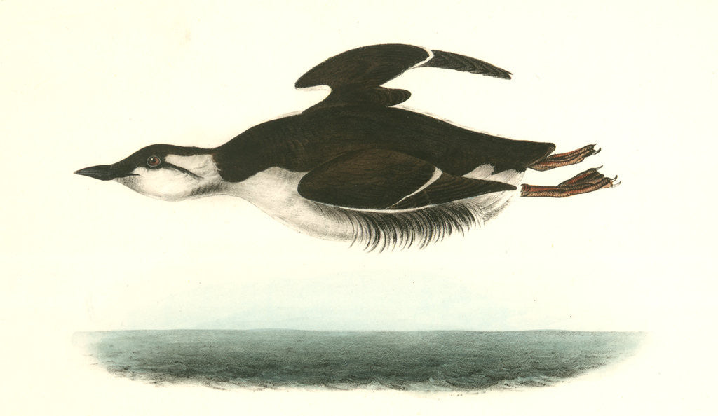 Detail of Large-billed Guillemot. Male by John James Audubon