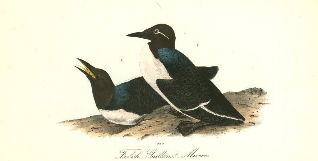 Detail of Foolish Guillemot. Murre by John James Audubon