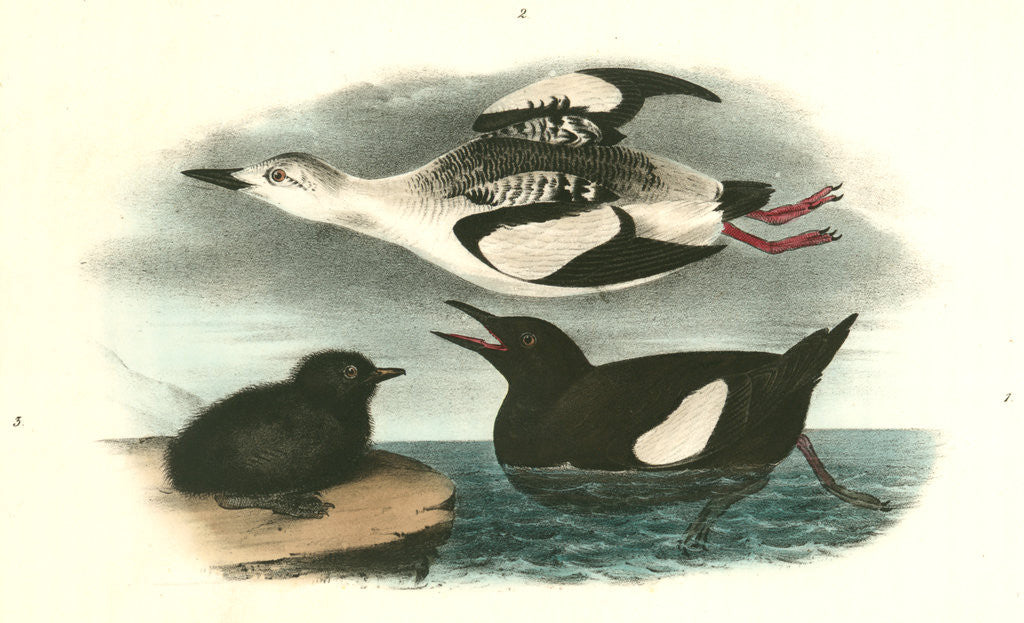 Detail of Black Guillemot by John James Audubon