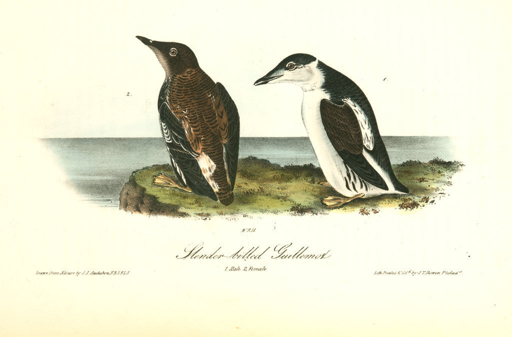 Detail of Slender-billed Guillemot by John James Audubon