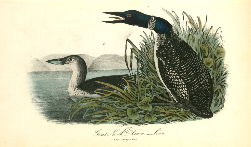 Detail of Great North Diver. Loon by John James Audubon