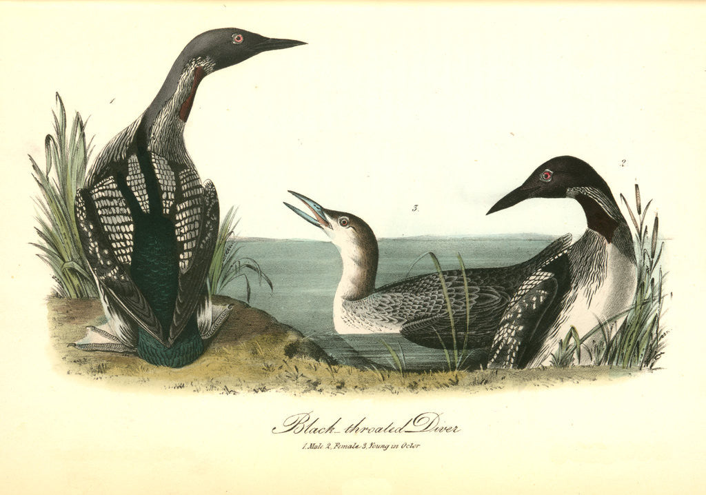 Detail of Black-throated Diver by John James Audubon