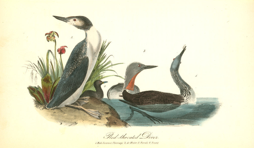 Detail of Red-throated Diver by John James Audubon