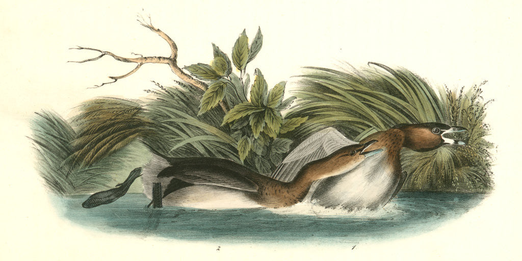 Detail of Pied-biled Dobchick by John James Audubon