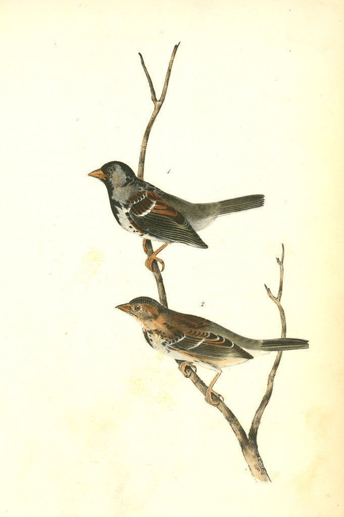 Detail of Harris's Finch by John James Audubon