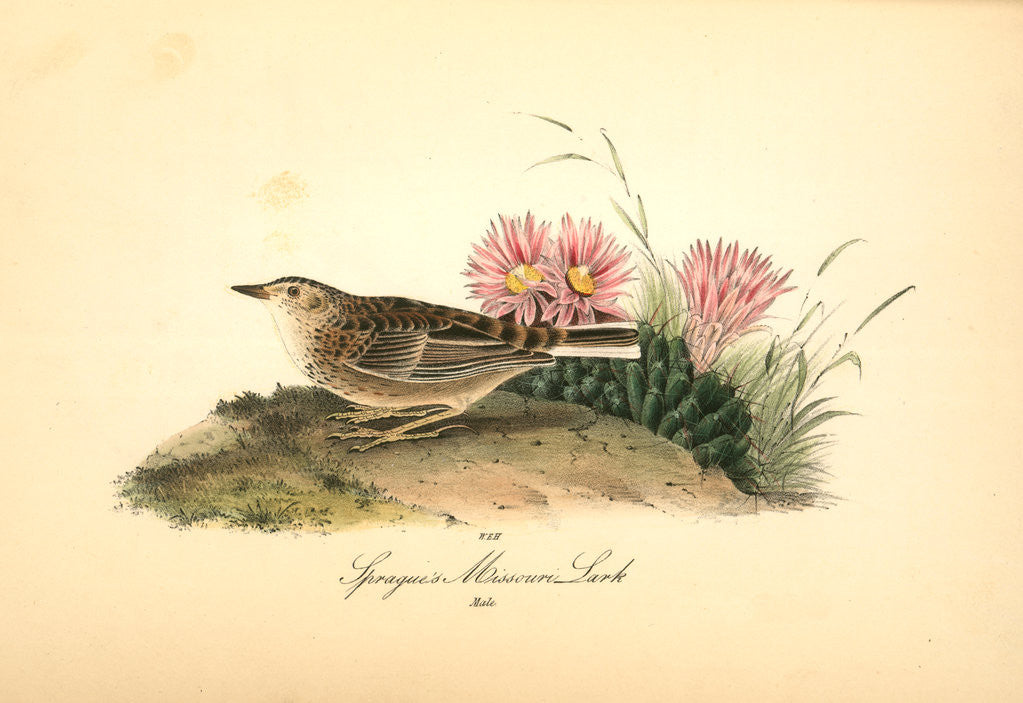 Detail of Sprague's Missouri Lark. Male by John James Audubon
