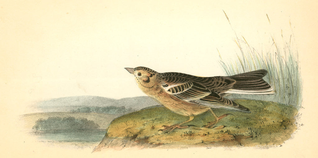 Detail of Smith's Lark-Bunting. Adult Male by John James Audubon