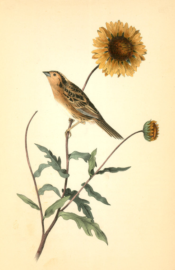 Detail of Le Contis Sharp-tailed Bunting. Male by John James Audubon