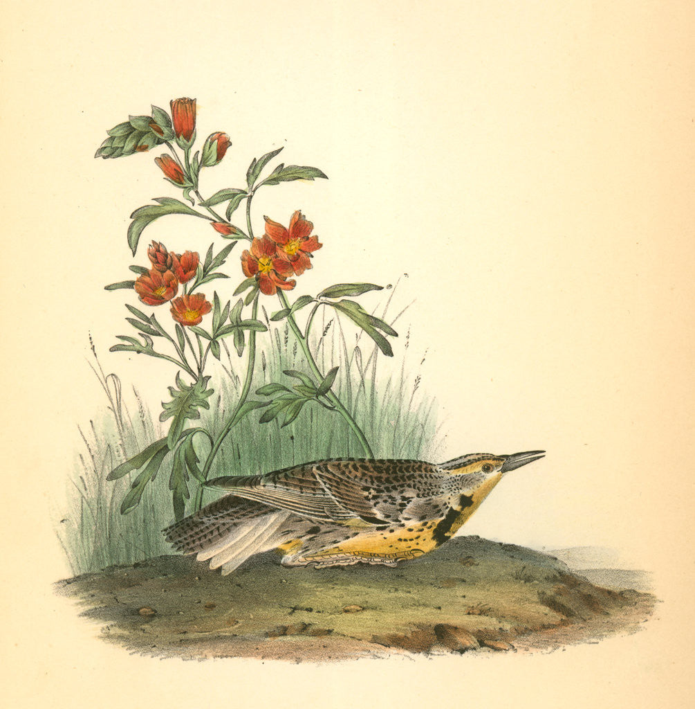 Detail of Missouri Meadow-Lark. Male by John James Audubon