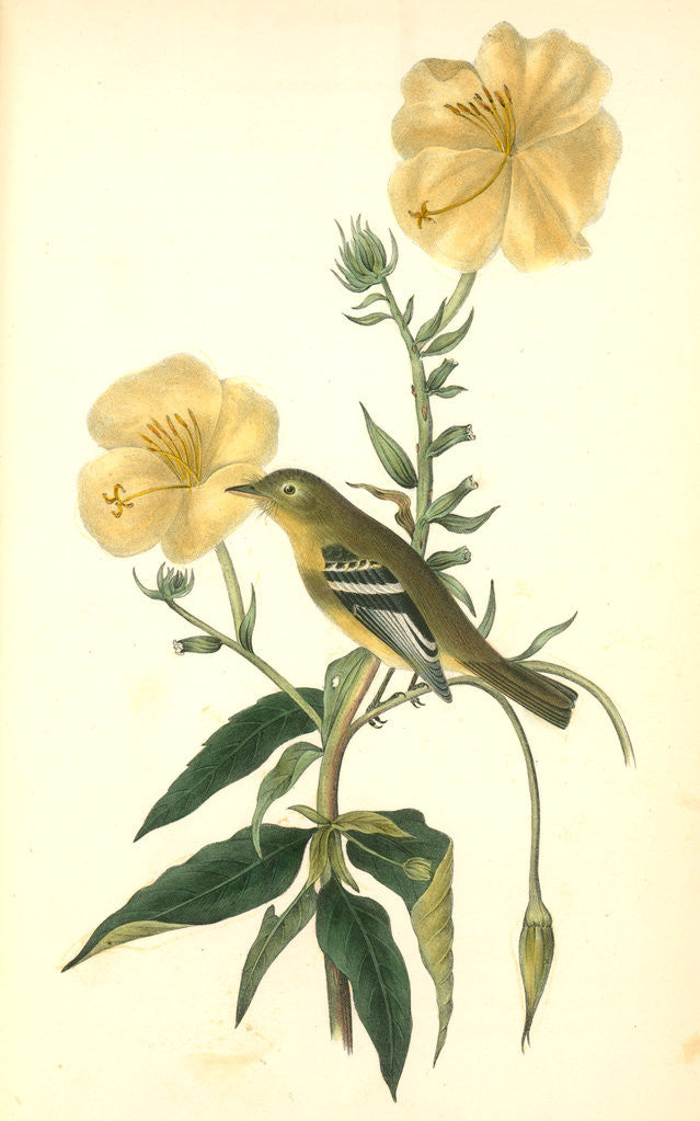 Detail of Yellow-bellied Flycatcher. Male by John James Audubon