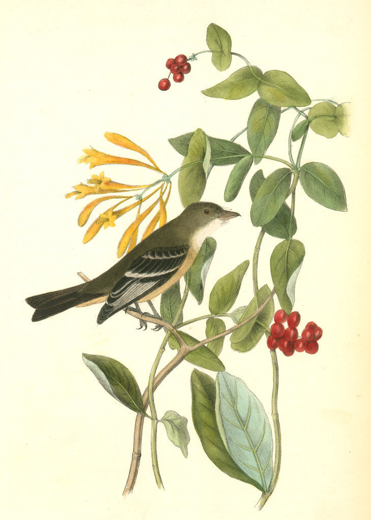 Detail of Least Flycatcher. Male by John James Audubon