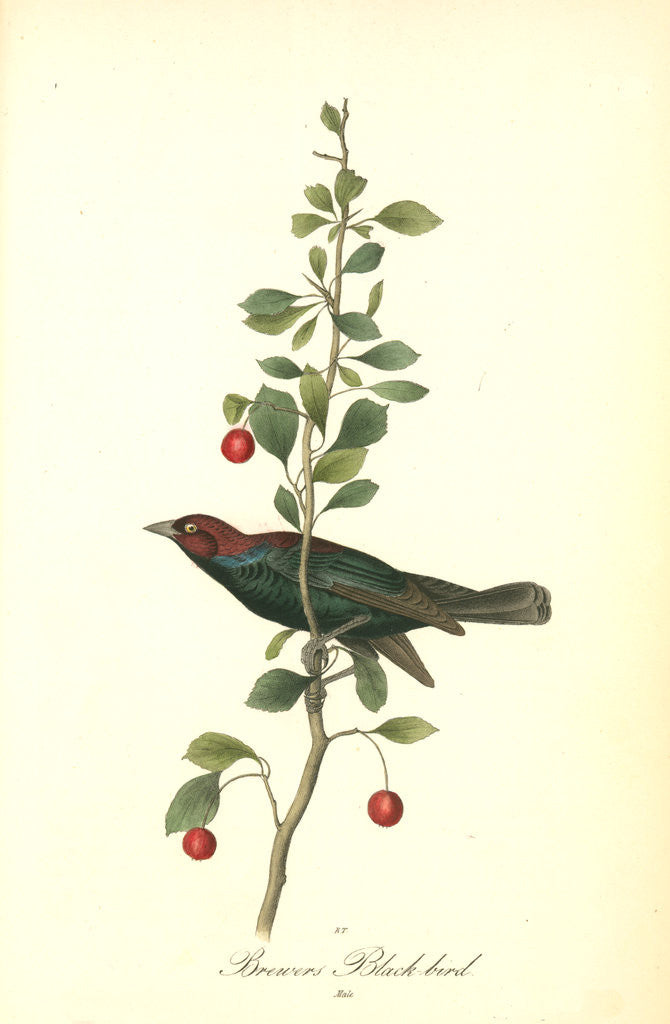 Detail of Brewers Black-bird. Male by John James Audubon