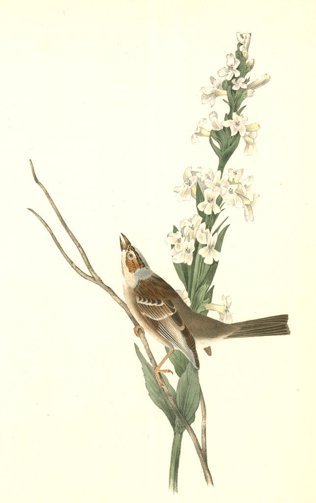 Detail of Shattuck's Bunting. Male by John James Audubon