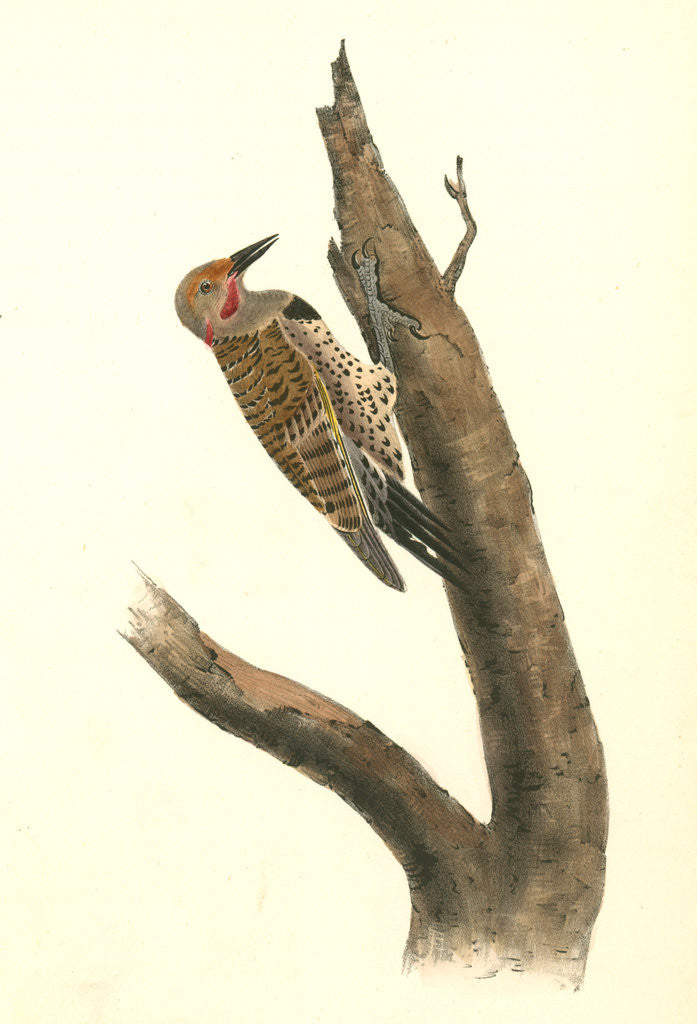 Detail of Missouri Red-moustached Woodpecker. Male by John James Audubon