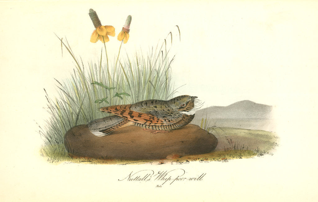 Detail of Nuttal's Whip-poor-will. Male by John James Audubon