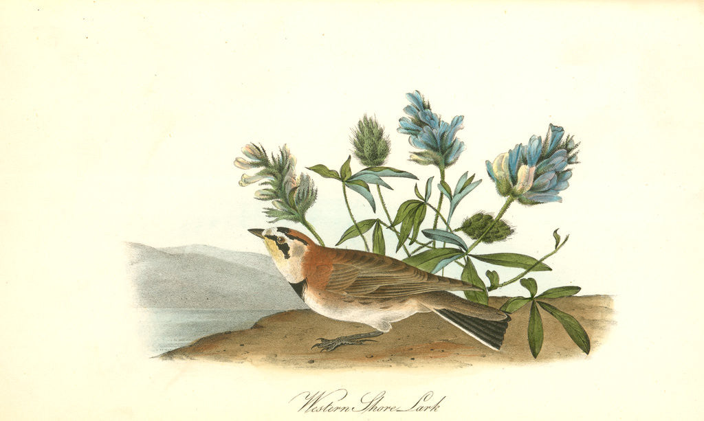 Detail of Western Shore Lark. Male by John James Audubon