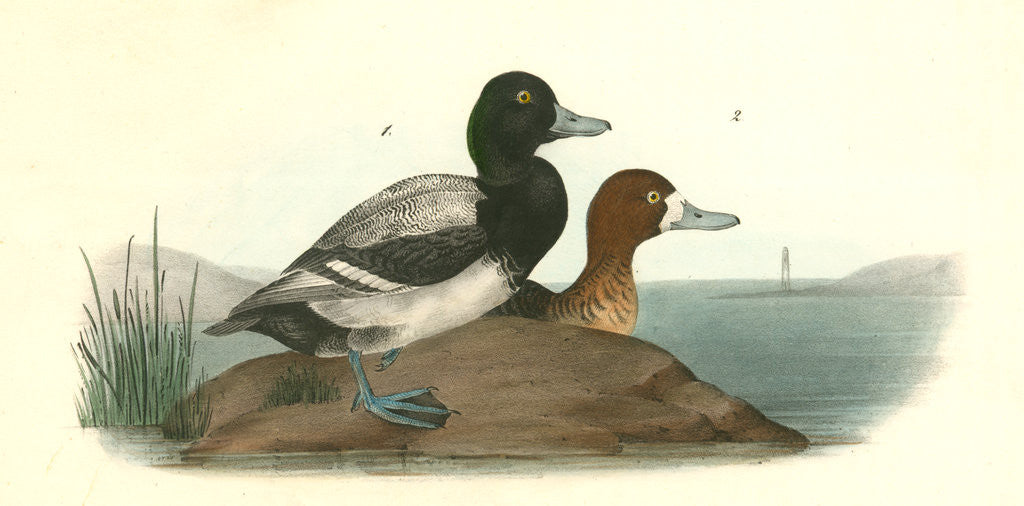 Detail of Common Scaup Duck by John James Audubon
