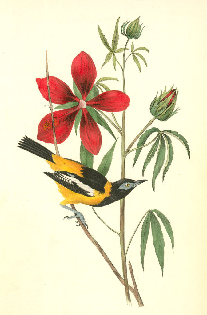 Detail of Common Troupial. Male by John James Audubon