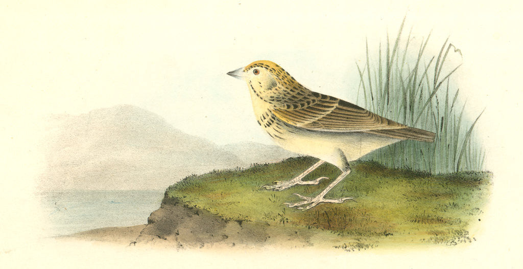 Detail of Baird's Bunting. Male by John James Audubon