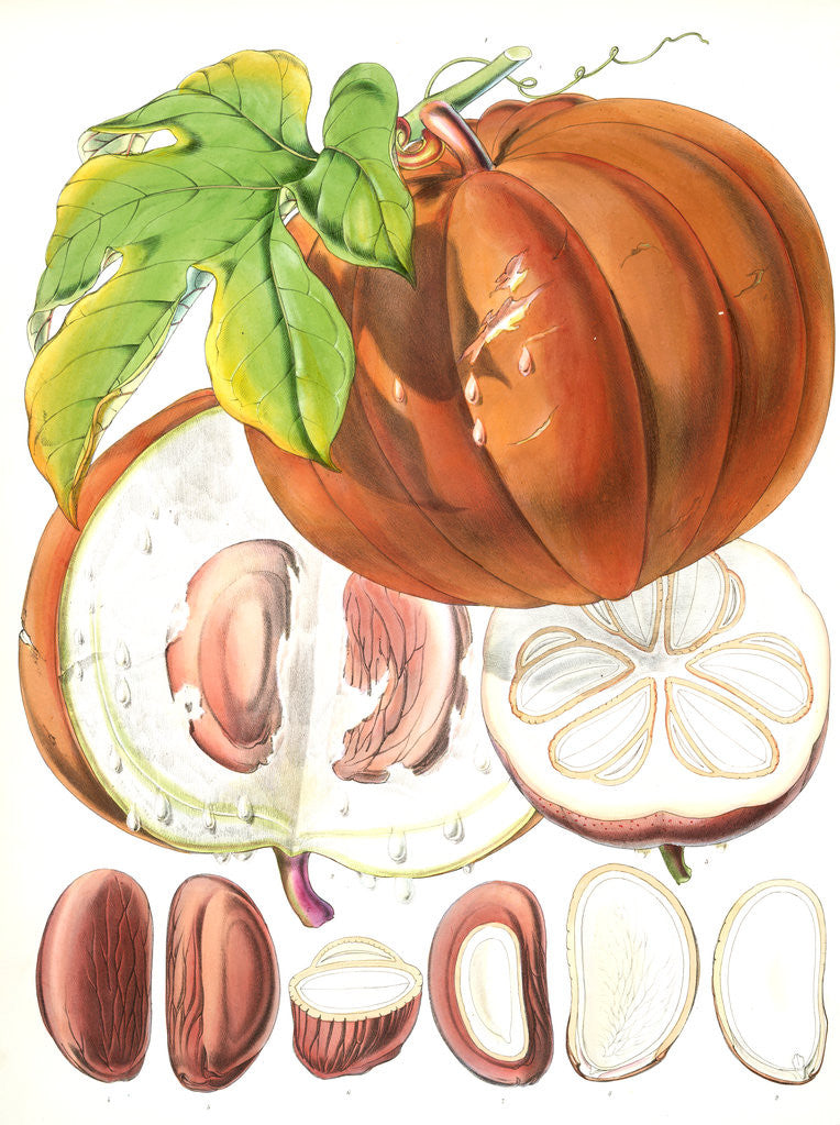 Detail of Hodgsonia Heteroclita, H. f. et T. (Fruit) by Walter Hood Fitch