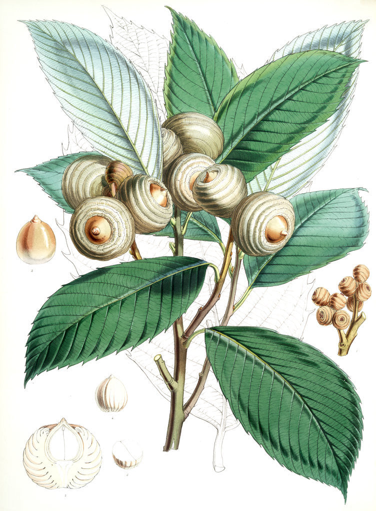 Detail of Quercus Lamellosa, Ham by Walter Hood Fitch