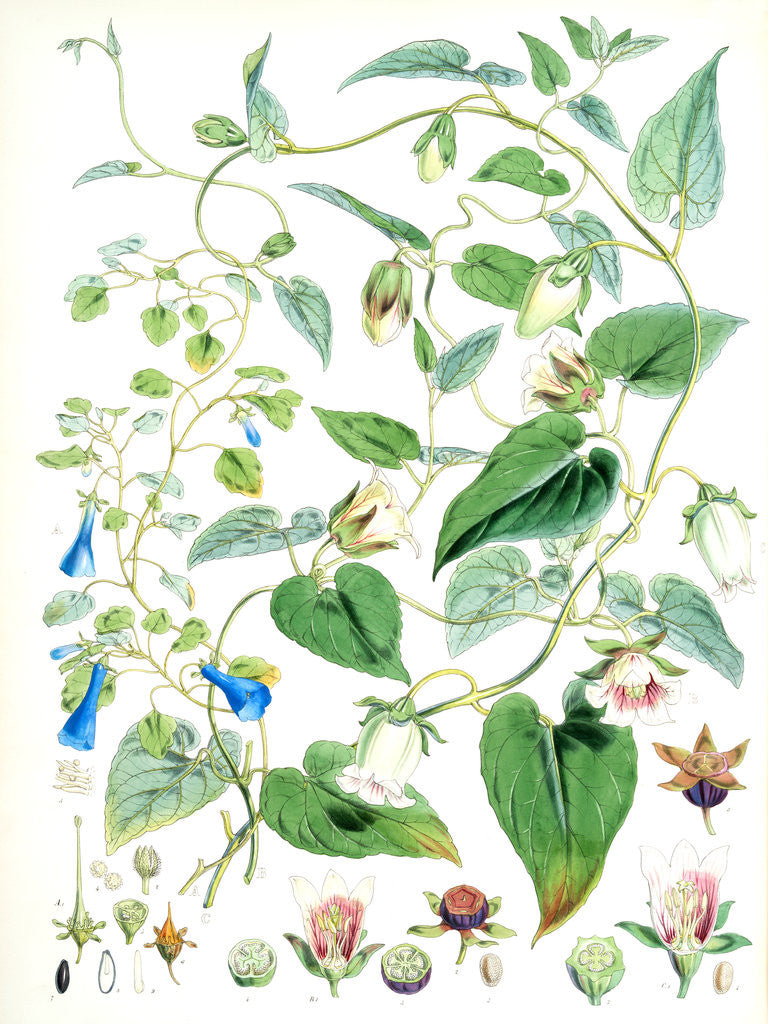 Detail of A. C. Gracilis, H. f. et T.; B. Codonopsis (Campanumcea) Javanica, H.f. et T. C. C. Inflata, H.f. & T by Walter Hood Fitch