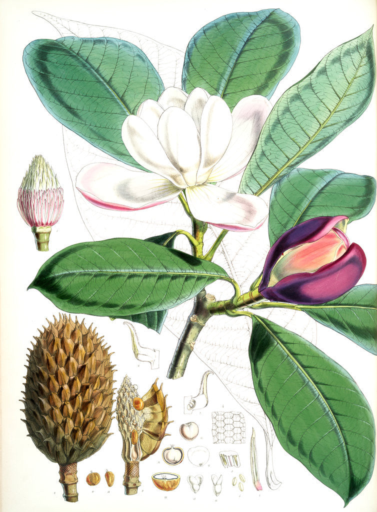 Detail of Talauma Hodgsoni, H.f. et T by Walter Hood Fitch