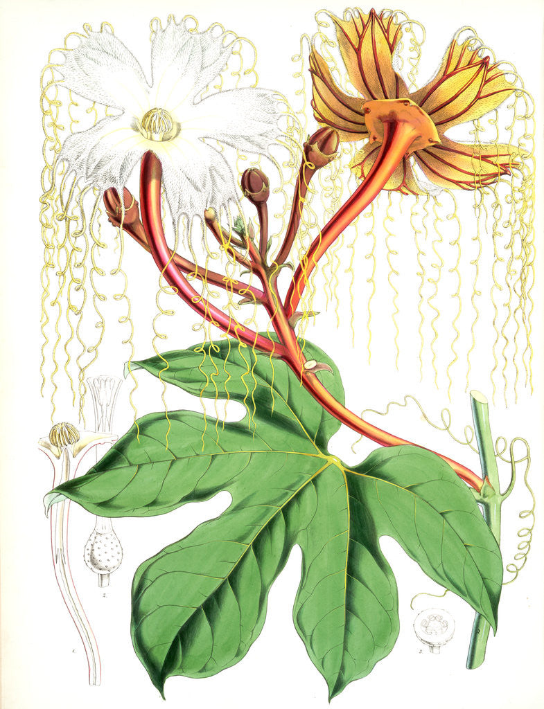 Detail of Hodgsonia Heteroclita, Hook. fil. et Thoms. (Male plant) by Walter Hood Fitch