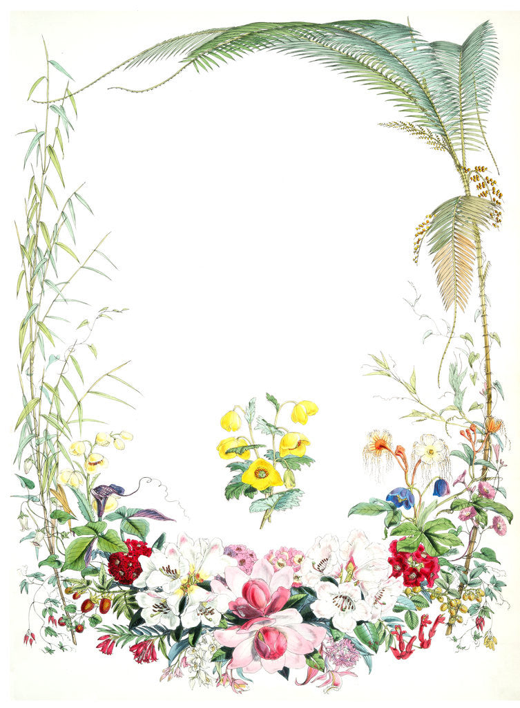 Detail of Illustrations of Himalayan plants. [Title page] by Walter Hood Fitch