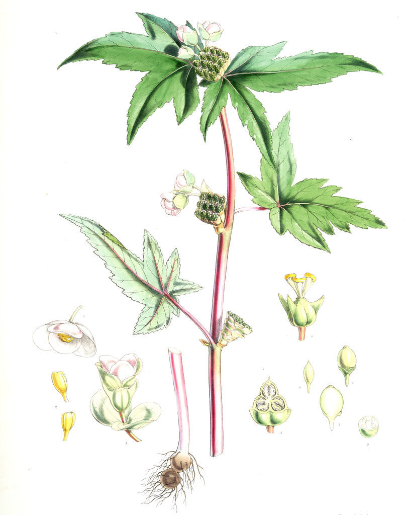 Detail of Begonia Gemmipara, H.f. et T by Walter Hood Fitch