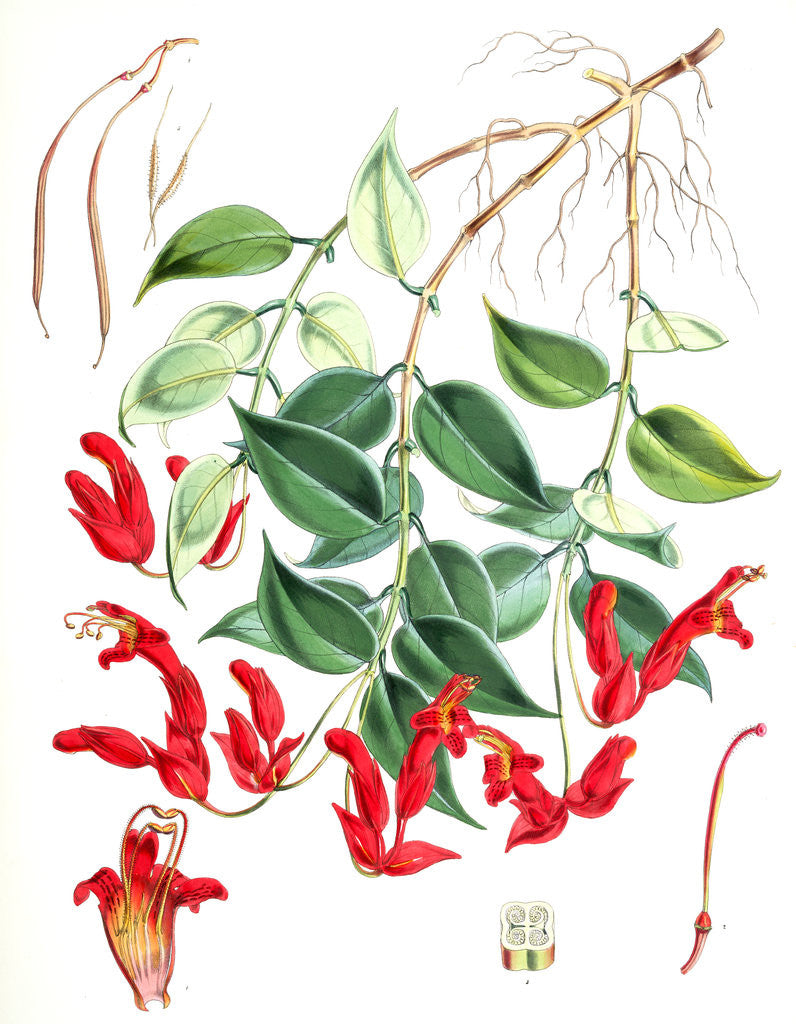 Detail of Aeschynanthus Peelii, H.f. & T by Walter Hood Fitch