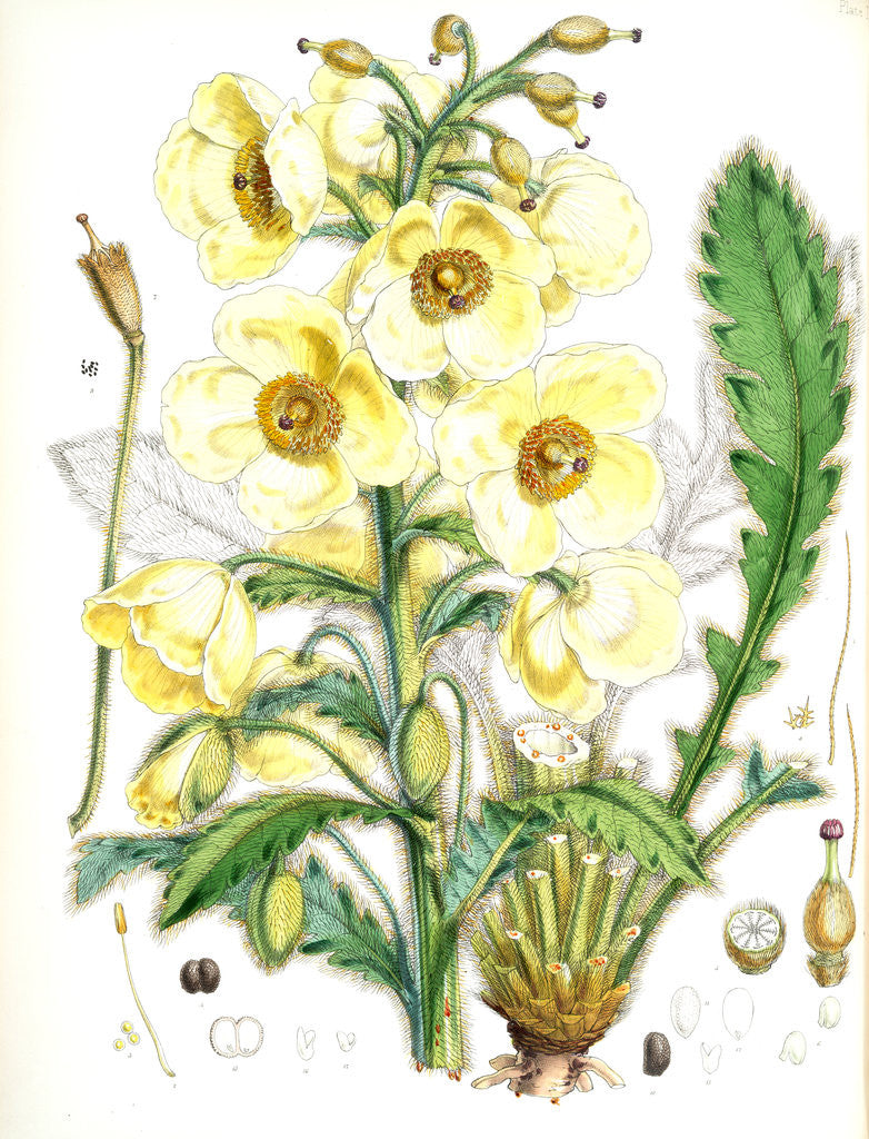 Detail of Meconopsis Nepalensis, dc by Walter Hood Fitch