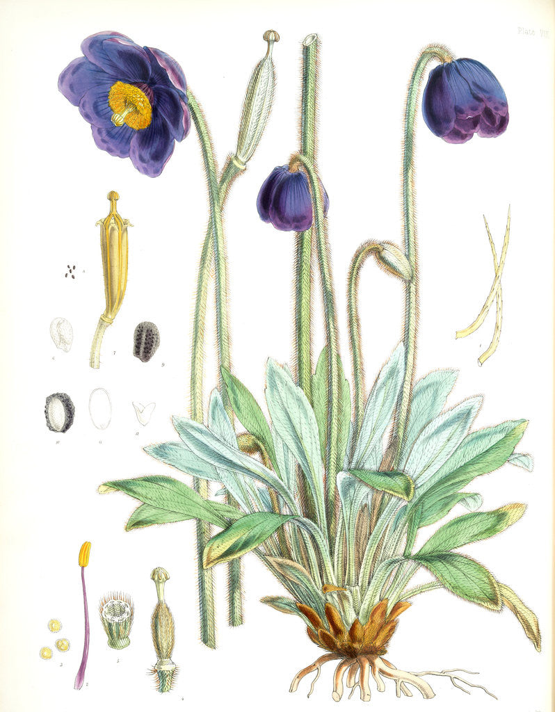 Detail of Meconopsis Simplicifolia, H. f. et T by Walter Hood Fitch