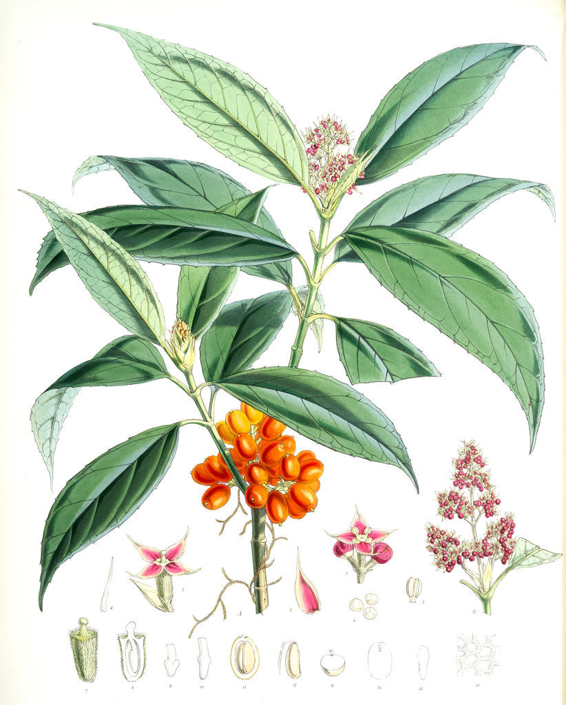 Detail of Aucuba Himalaica, H.f. et T by Walter Hood Fitch
