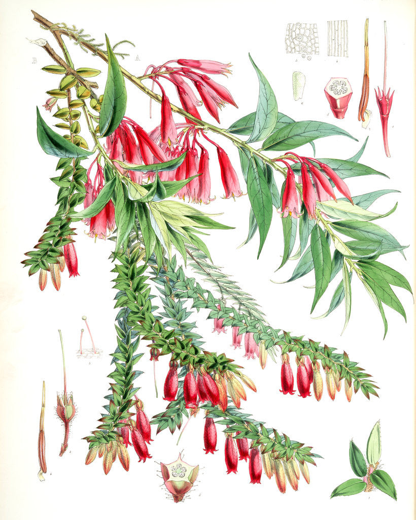 Detail of A. Vaccinium Salignum, H.f. et T.; B. Vaccinium Serpens, H.f. et T by Walter Hood Fitch