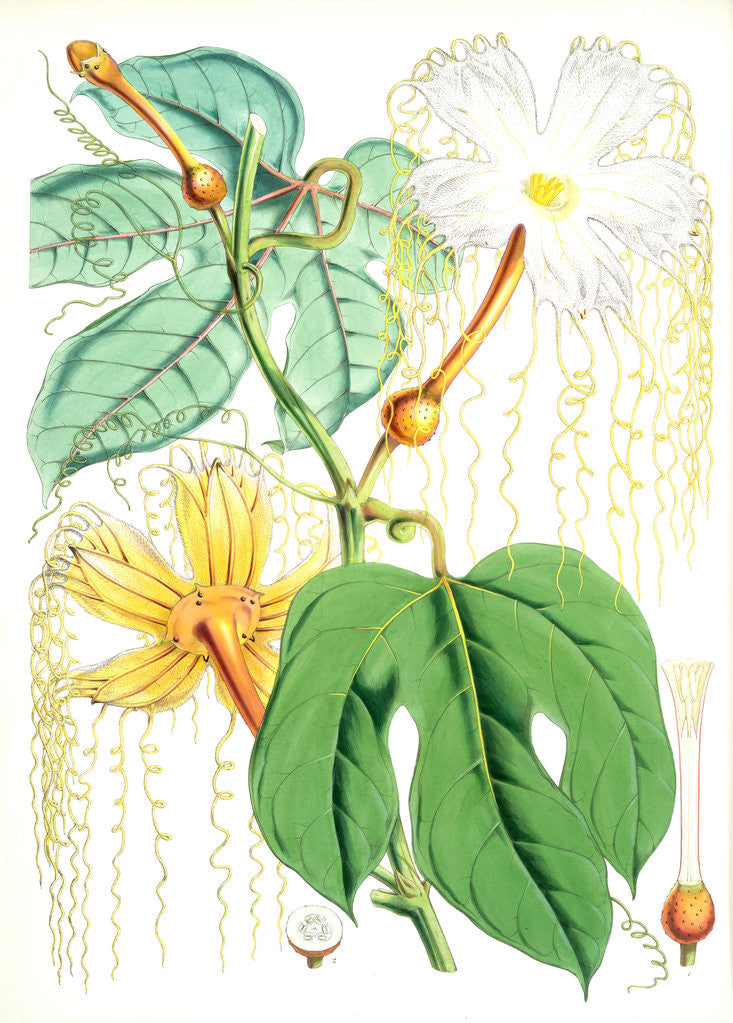 Detail of Hodgsonia Heteroclita, Hook. fil. et Thoms. (Female plant) by Walter Hood Fitch